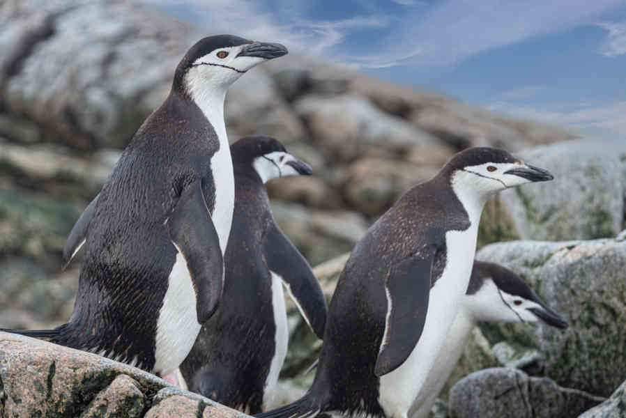 Pingüino Chinstrap - Antártida 06.jpg